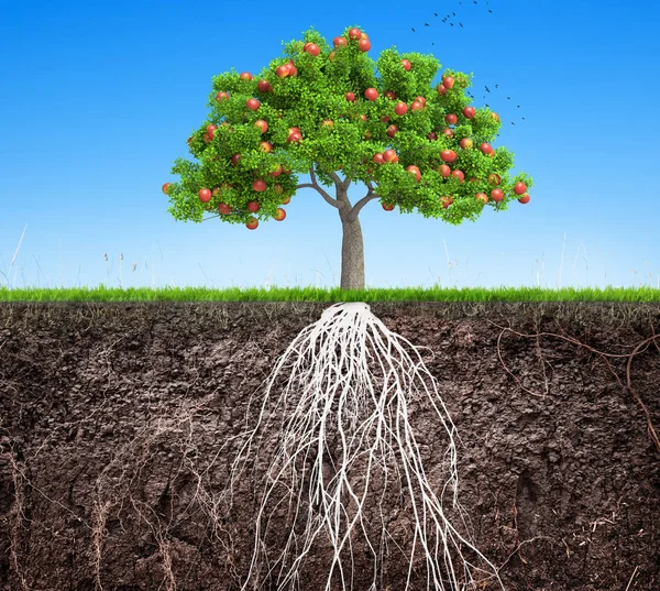 Ein Apfelbaum und Boden mit Wurzeln und Gras 3D-Illustration — Stockfoto