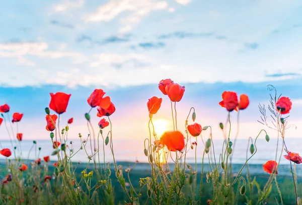 Nascer do sol e papoilas flores fundo — Fotografia de Stock