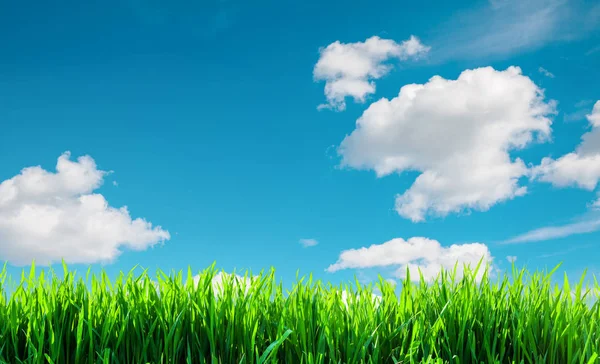 A field with green grass background — Stock Photo, Image