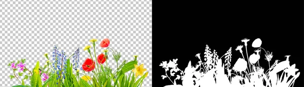Spring grass and daisy wildflowers isolated with clipping path — Stock Photo, Image