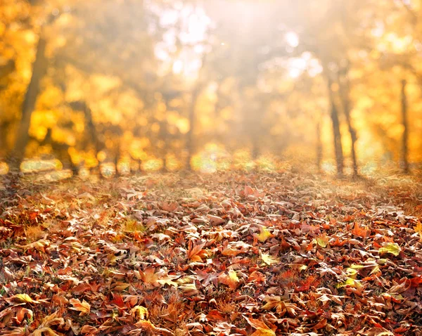 秋の葉の背景と太陽光線 — ストック写真