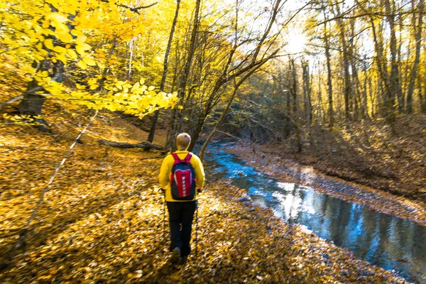 Wandelen in de herfst bos — Stockfoto