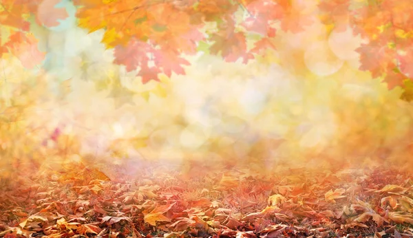 Hojas de otoño en hermoso parque de otoño fondo abstracto —  Fotos de Stock