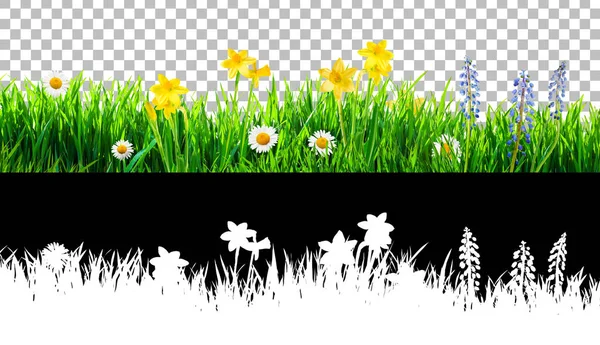 Spring grass and daisy wildflowers isolated with clipping path a — Stock Photo, Image