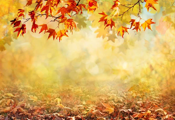 Sfondo autunno — Foto Stock