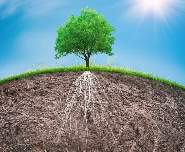 Egy fa és egy talaj gyökerekkel és fűvel — Stock Fotó
