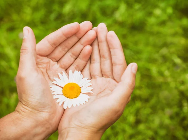 Een kamille bloem in handen, zorg en ecolgy concept — Stockfoto