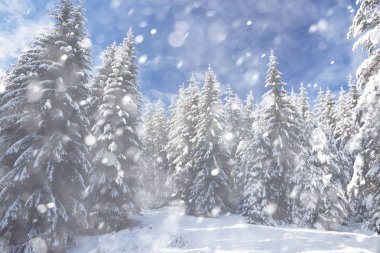 Karlı köknar ağaçları ve yoğun kar yağışı ile Noel arka plan