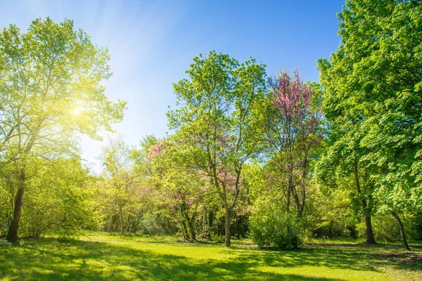 Arrière Cour Jardin Avec Des Arbres Manu Herbe Sur Pelouse — Photo