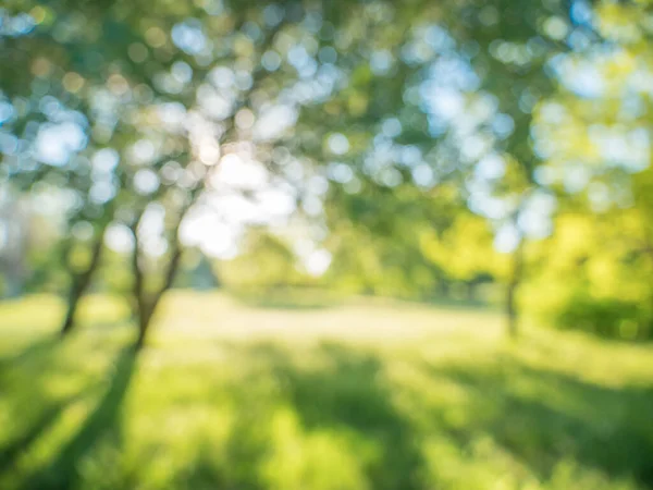 松软的焦点模糊了春天公园的抽象背景树和草 — 图库照片