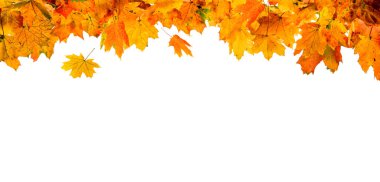 sonbahar yaprakları beyaz arkaplanda izole