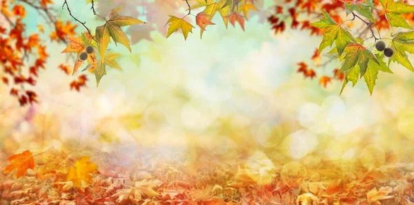 Orange Fall Leaves Autumn Natural Background Maple Trees — Stock Photo, Image