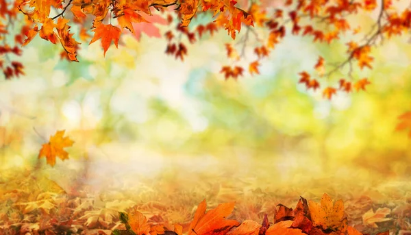 Foglie Autunno Arancione Sfondo Naturale Autunnale Con Aceri — Foto Stock