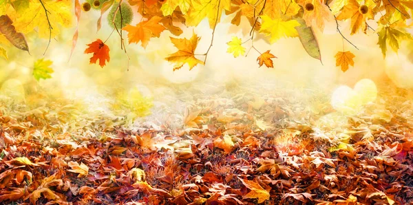 Pomerančové Podzimní Listy Podzimní Přírodní Zázemí Javory — Stock fotografie