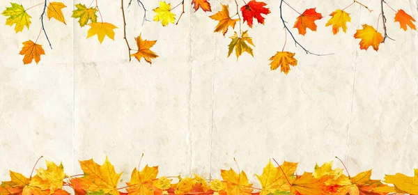 Jesień Klon Drzewo Spadł Liści Vintage Tło — Zdjęcie stockowe