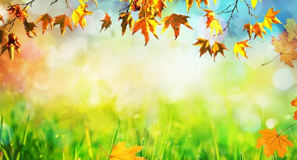 Orange Fall Leaves Autumn Natural Background — Stock Photo, Image