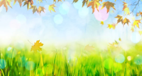 Gele Herfst Bladeren Gras Herfst Natuurlijke Achtergrond — Stockfoto
