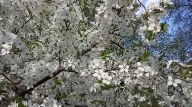 İlkbaharda çiçekli erik ağacı. Beyaz çiçekler rüzgarda sallar. Video klip resmi.