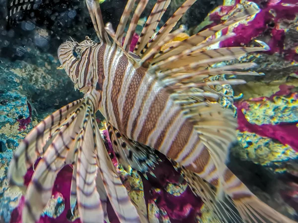 Tropical fish lionfish diving under sea water