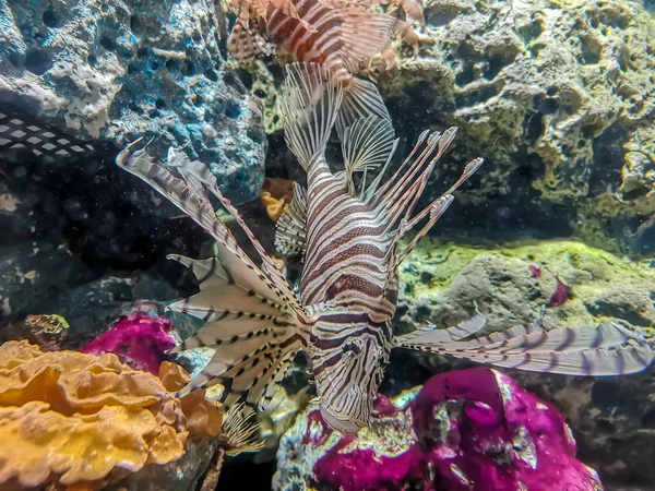 Tropical fish lionfish diving under sea water