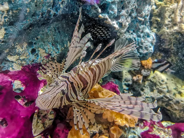 Tropical fish lionfish diving under sea water
