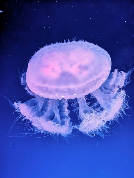 Hermosas Medusas Brillando Bajo Agua Azul Oscuro —  Fotos de Stock