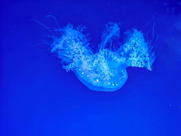 Hermosas Medusas Brillando Bajo Agua Azul Oscuro —  Fotos de Stock