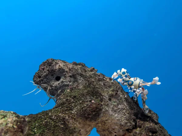 海の水の下でカラフルな白青オレンジ道化師エビ — ストック写真