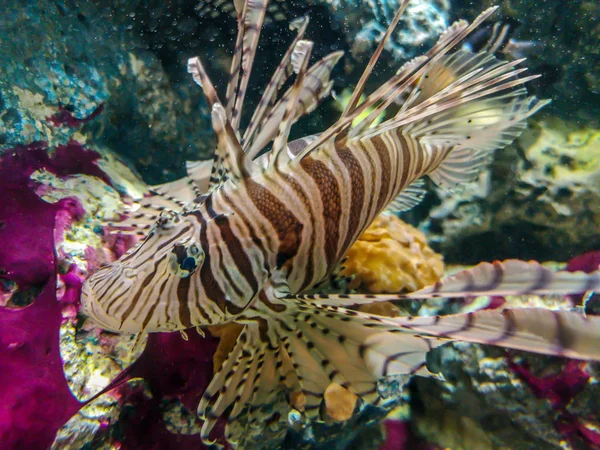 Pesci Tropicali Pesci Leone Che Tuffano Sott Acqua — Foto Stock