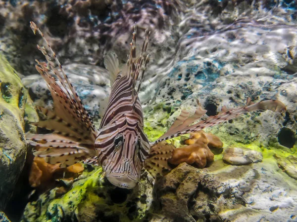 Tropikalna Ryba Lionfish Nurkowanie Pod Wodą Morską — Zdjęcie stockowe