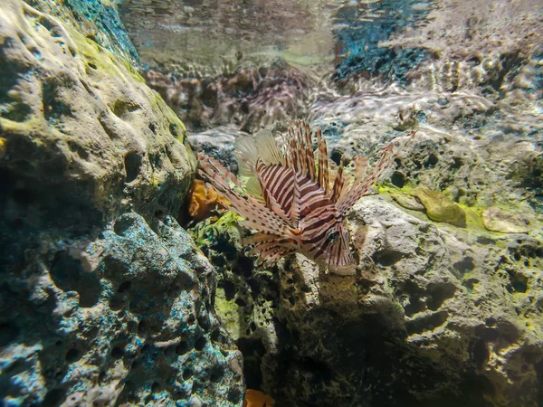 Tropikalna Ryba Lionfish Nurkowanie Pod Wodą Morską — Zdjęcie stockowe