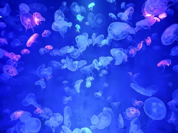 Hermosas Medusas Brillando Bajo Agua Azul Oscuro —  Fotos de Stock