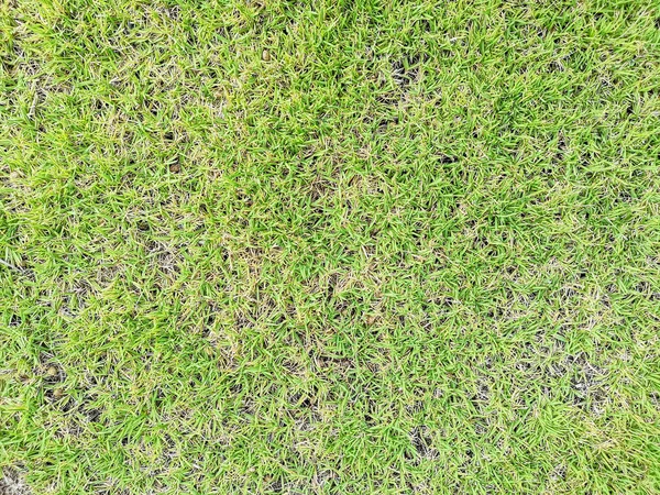 Frisse Groene Gras Oppervlaktetextuur Achtergrond — Stockfoto
