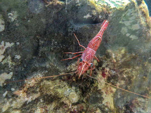 Red Camel Shrimp Hinge Beak Shrimp Rock Water — Stock Photo, Image