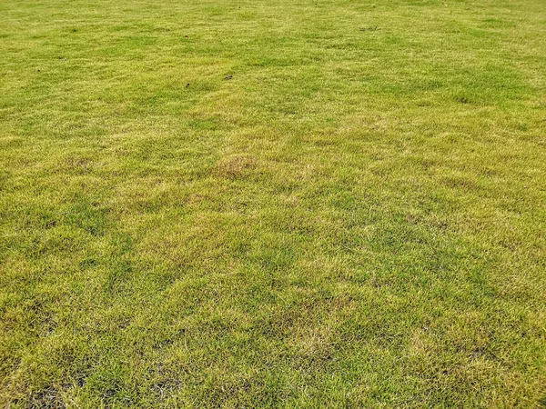 空の新鮮な緑の芝生フィールド Bakground — ストック写真