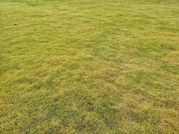 Leere Frische Grüne Wiese Backofen — Stockfoto