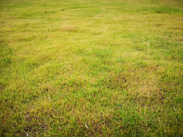 Empty Fresh Green Grass Field Bakground — Stock Photo, Image