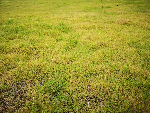 Empty Fresh Green Grass Field Bakground — Stock Photo, Image