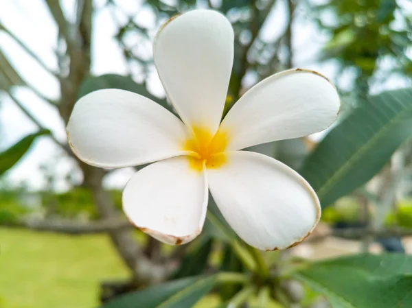 Kwiat Biały Żółty Plumeria Drzewa Bliska — Zdjęcie stockowe