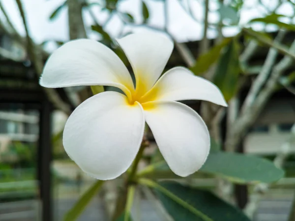 Flor Plumeria Blanca Amarilla Árbol Cerca — Foto de Stock