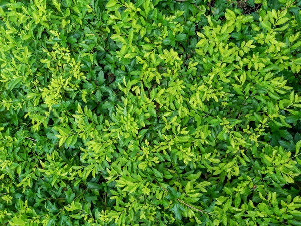 Feuilles Naturelles Fraîches Fond Vert Dans Jardin — Photo
