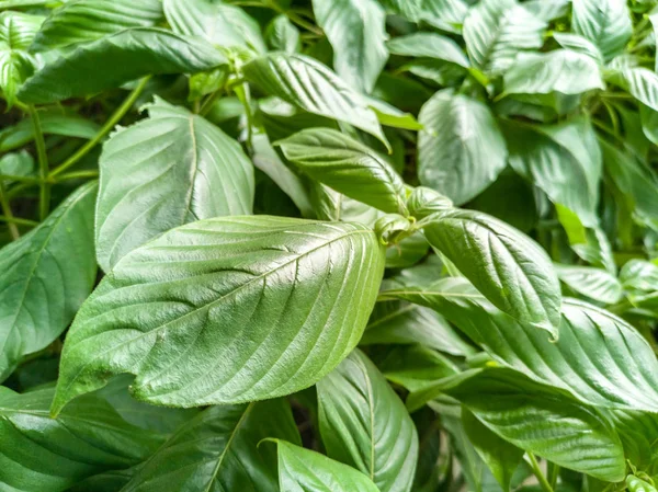 Feuilles Naturelles Fraîches Fond Vert Dans Jardin — Photo