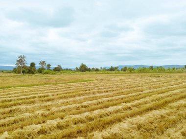 Pirinç çeltik alan hasat mevsimi sonra Tayland bulutlu mavi gökyüzü karşı