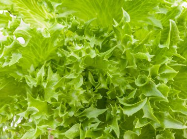 Çiftlik salata sebze Yeşil taze marul yakın çekim