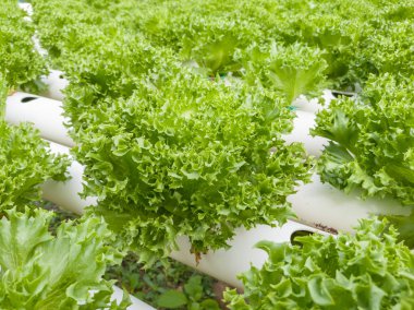 Çiftlik salata sebze Yeşil taze marul yakın çekim