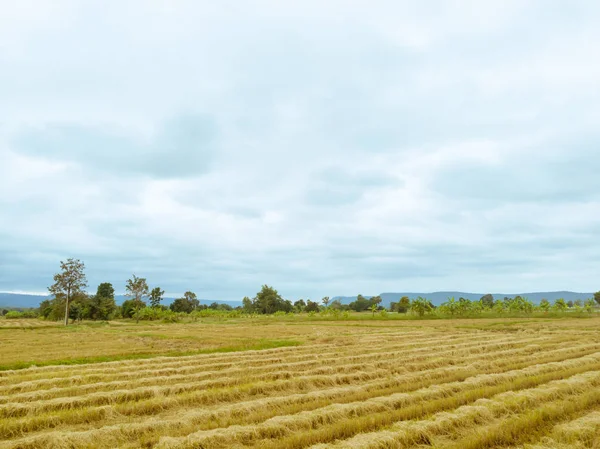 Рисовое Поле После Сезона Сбора Урожая Таиланде Против Облачного Голубого — стоковое фото