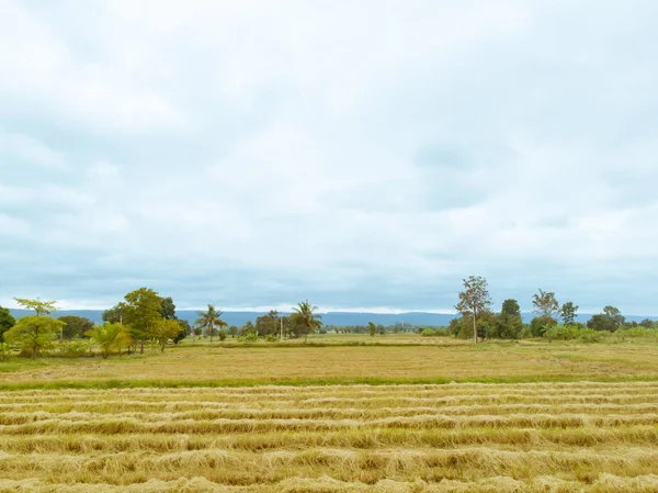 Campo Arroz Paddy Após Época Colheita Tailândia Contra Céu Azul — Fotografia de Stock