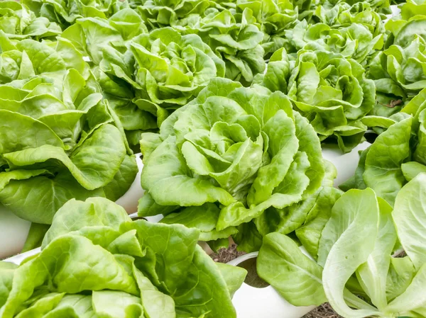 Salade Légumes Laitue Fraîche Verte Ferme Gros Plan — Photo