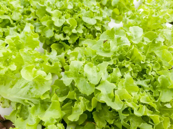 Salade Légumes Laitue Fraîche Verte Ferme Gros Plan — Photo
