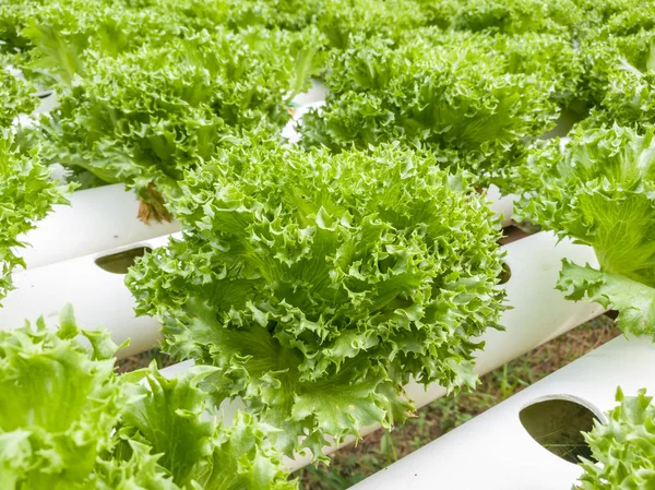 Saláta Zöldség Zöld Friss Saláta Farm Közelről Stock Kép